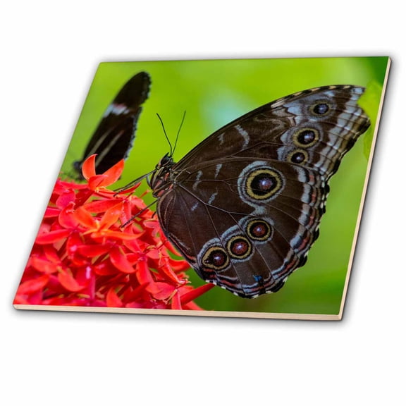 3dRose, Blue Morpho butterfly in Key West, Florida, USA, 12 Inch Ceramic Tile