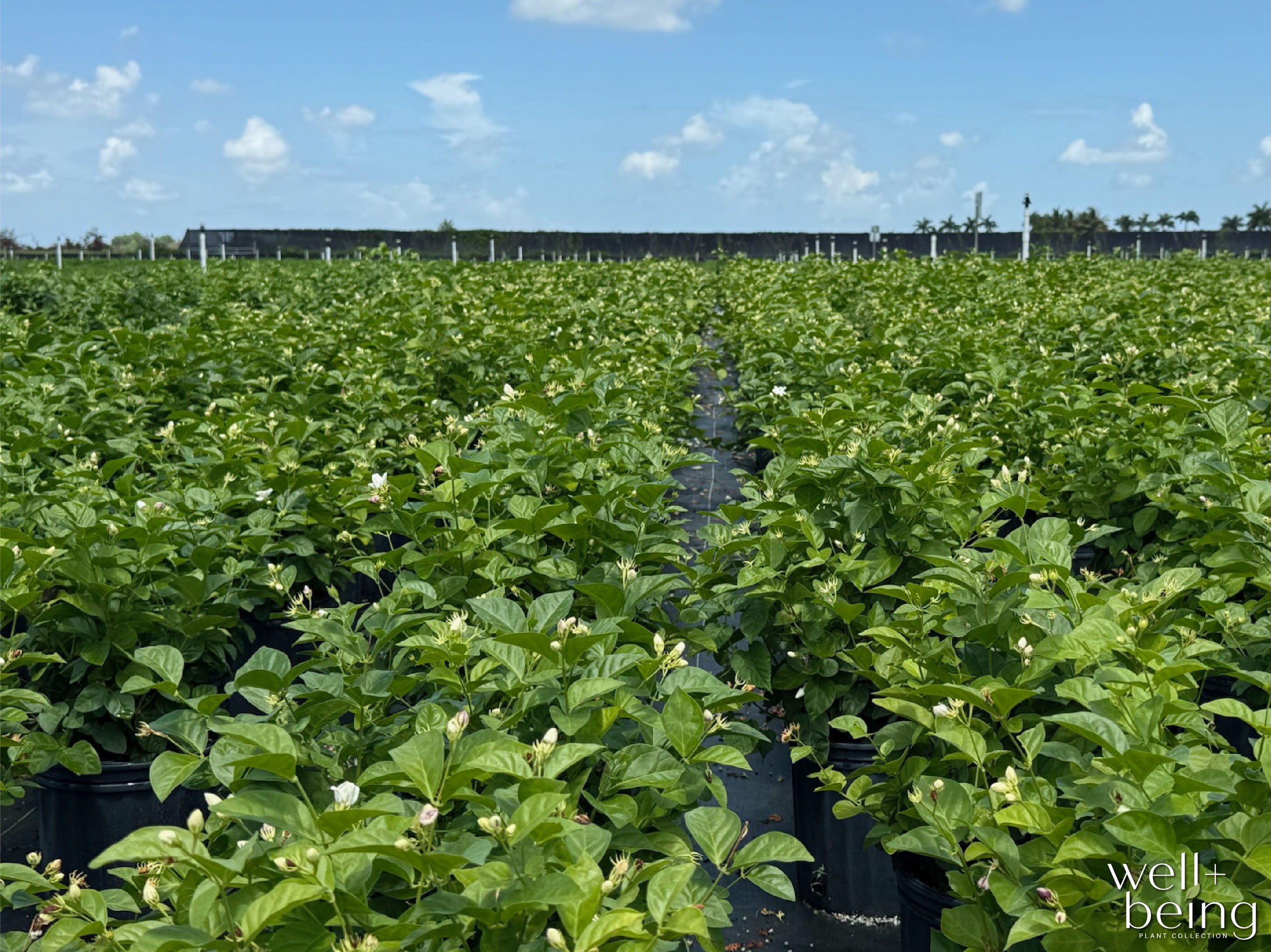 Nature's Way Farms Jasmine Sambac Live Flowering Plant (25-30 in. Tall) in Grower Pot May Ship Without Flowers