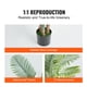 thumbnail image 4 of Palmera artificial de caña dorada VEVOR de 2 m con antivuelco, 4 of 9