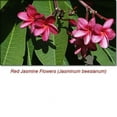 thumbnail image 3 of Jasmine Absolute Essential Oil 5 ml (1/6 fl oz) - 100% Pure and Natural by Silky Scents, 3 of 6