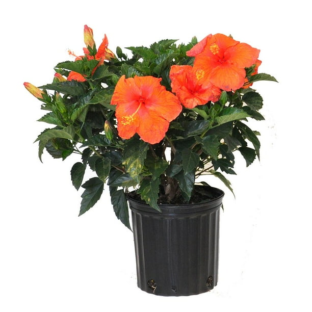 United Nursery Hibiscus Bush Red Flowering Outdoor Plant In 10 In Grower Pot 18 In To 24 In Tall Walmart Com Walmart Com