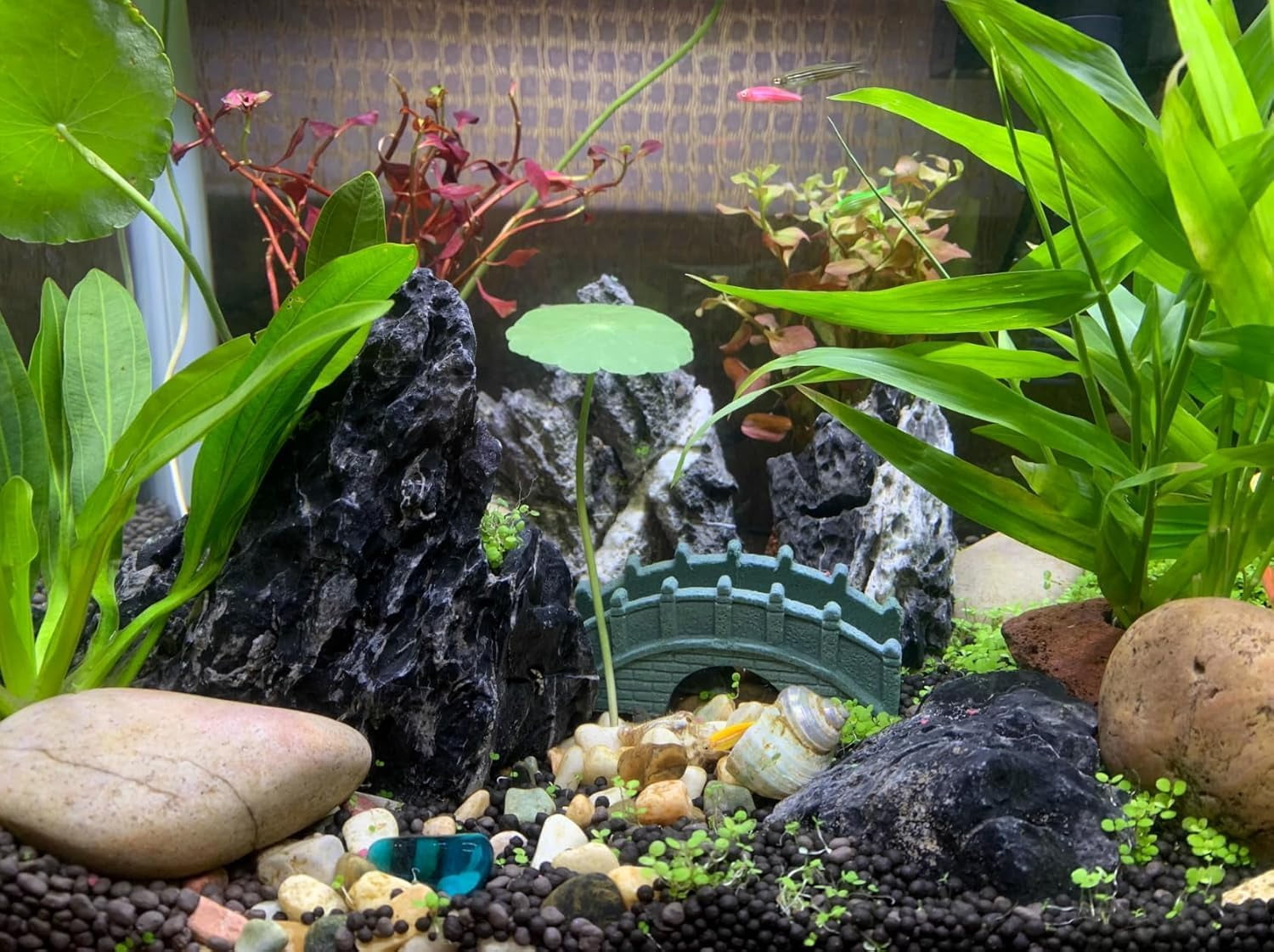 Aquarium Rocks Natural Seiryu Stone 20lb Aquascaping Rocks for Fish Tank Aquarium Landscaping Decoration Paludarium Amphibian Enclosures(3-10 Inches)