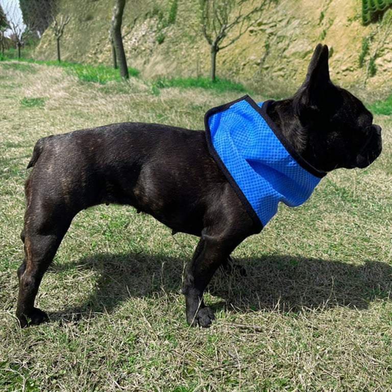 Chill out dog collar top