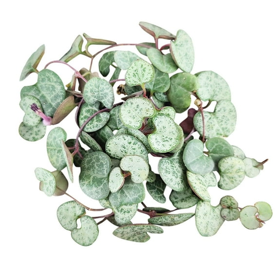 SILVER GLORY String of Hearts - 6 inch