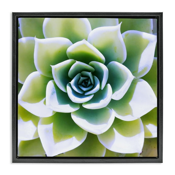 Stupell Industries Green Succulent Nature Close Up Botanical & Floral Photography Black Floater Framed Canvas Art Print Wall Art, 18 x 18