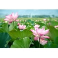 thumbnail image 2 of Art.com Lotus Flower Blossom Art Print by videowokart, 36" x 24", 2 of 4