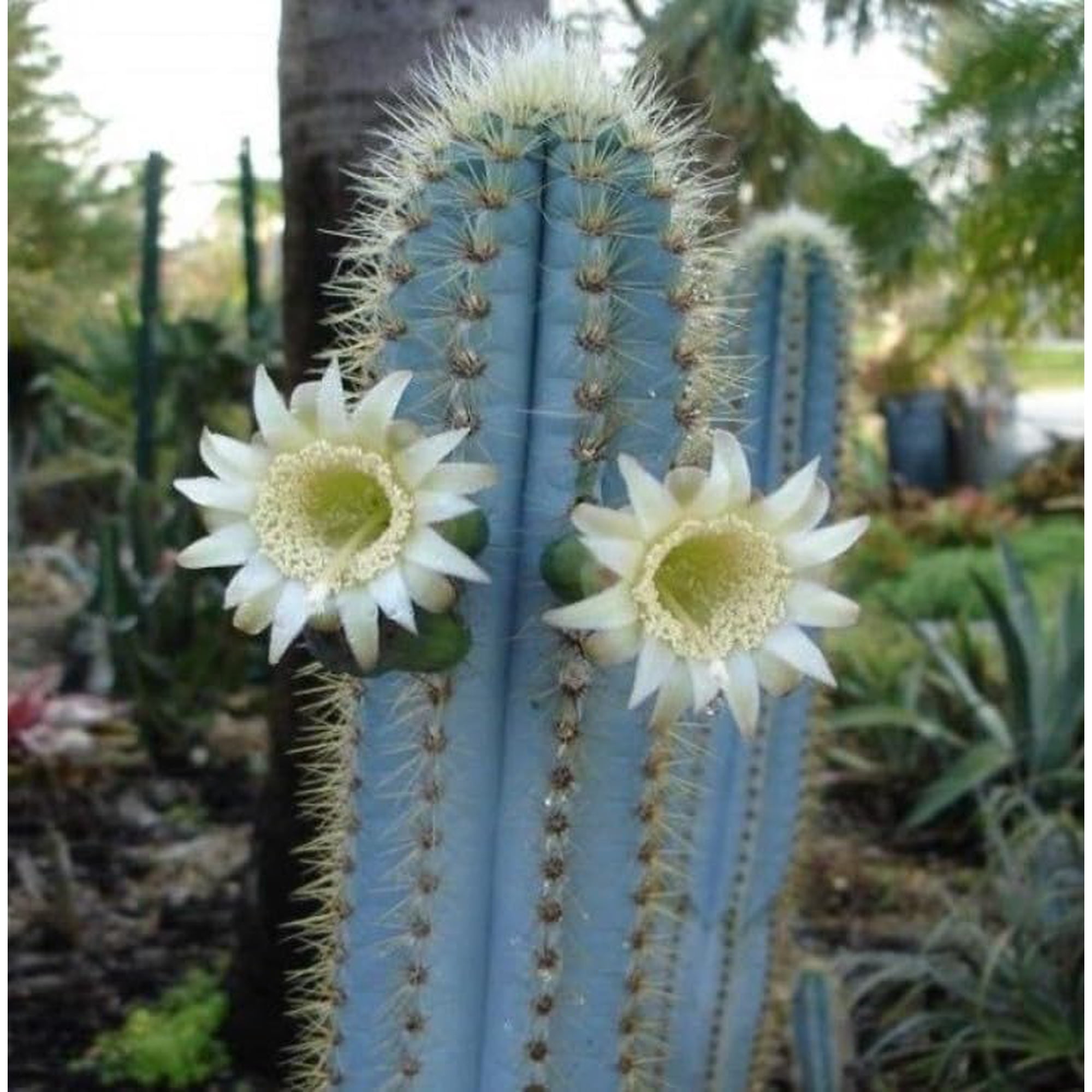 Blue Columnar Cactus Live Plant in 4 Inch Pot, Rare Blue Cactus Succulent, Tall Upright Indoor Outdoor Plant, Easy Care Cactus for Home Office Garden Decor