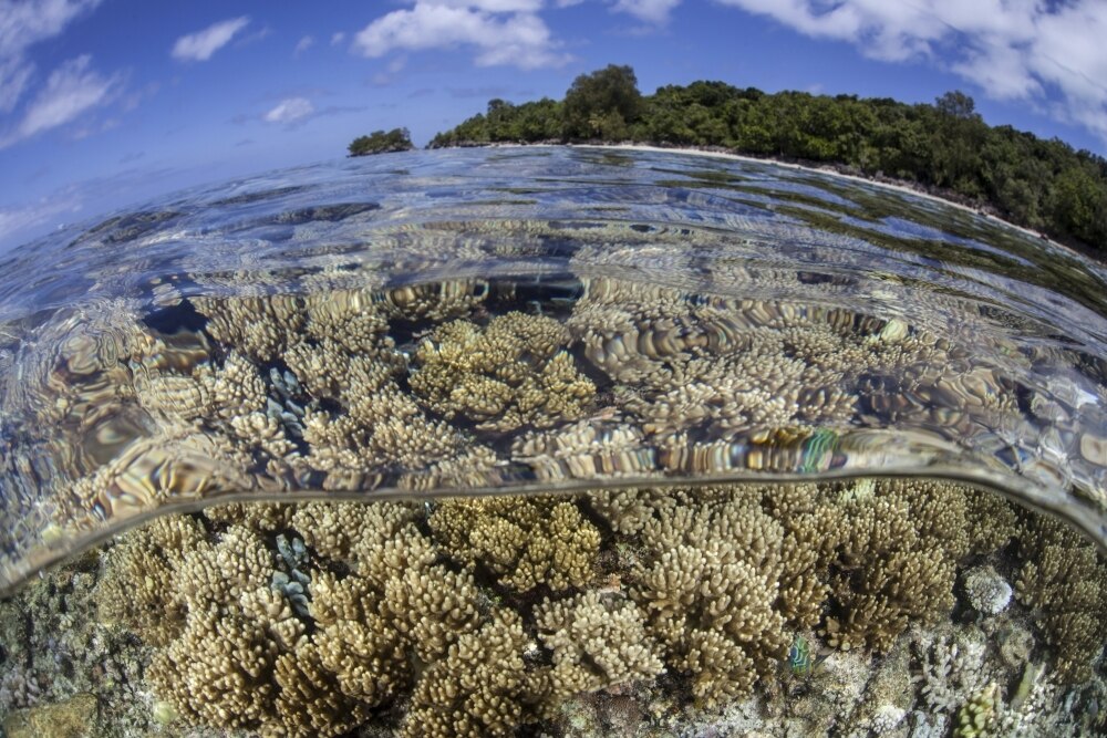 Soft corals grow on a shallow reef flat on the edge of Palau's barrier