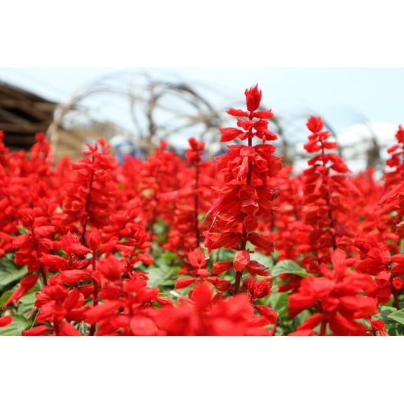 50 *Seeds RED SALVIA Splendens St. John's Fire Scarlet Sage Flower Seeds