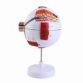 thumbnail image 3 of Modelo De Globo Ocular Humano, PVC Resistente, 7 Piezas, Modelo De Anatomía Ocular, Multiusos, Ampliado 6X Para Educación, 3 of 7