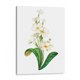 thumbnail image 1 of Cuadro decorativo - Buttercup, Blanca Aurora 75x100 Canvas Lab Botánica, Ilustraciones, Floral, Naturaleza, 1 of 2