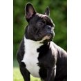thumbnail image 2 of Franza Sische Bulldogge Wall Mural by Wallmonkeys Peel and Stick Graphic (48 in H x 32 in W) WM76007, 2 of 4