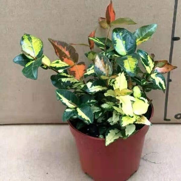 Summer Sunset Jasmine I 5 Live 4 Inch Pots I Trachelospermum Asiaticum I Vibrant Orange-Red Blooms for Sunny Gardens, Easy-to-Grow, Drought-Resistant, Ideal for Patios and Landscaping