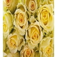 thumbnail image 3 of Ambesonne Rose Duvet Cover Set, Yellow Bridal Flourish, Queen, Yellow Pale Green, 3 of 3