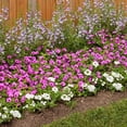 thumbnail image 4 of Proven Winners 4" Superbena Whiteout Verbena Live Plant in 4.25" Pot (4 Count), 4 of 9