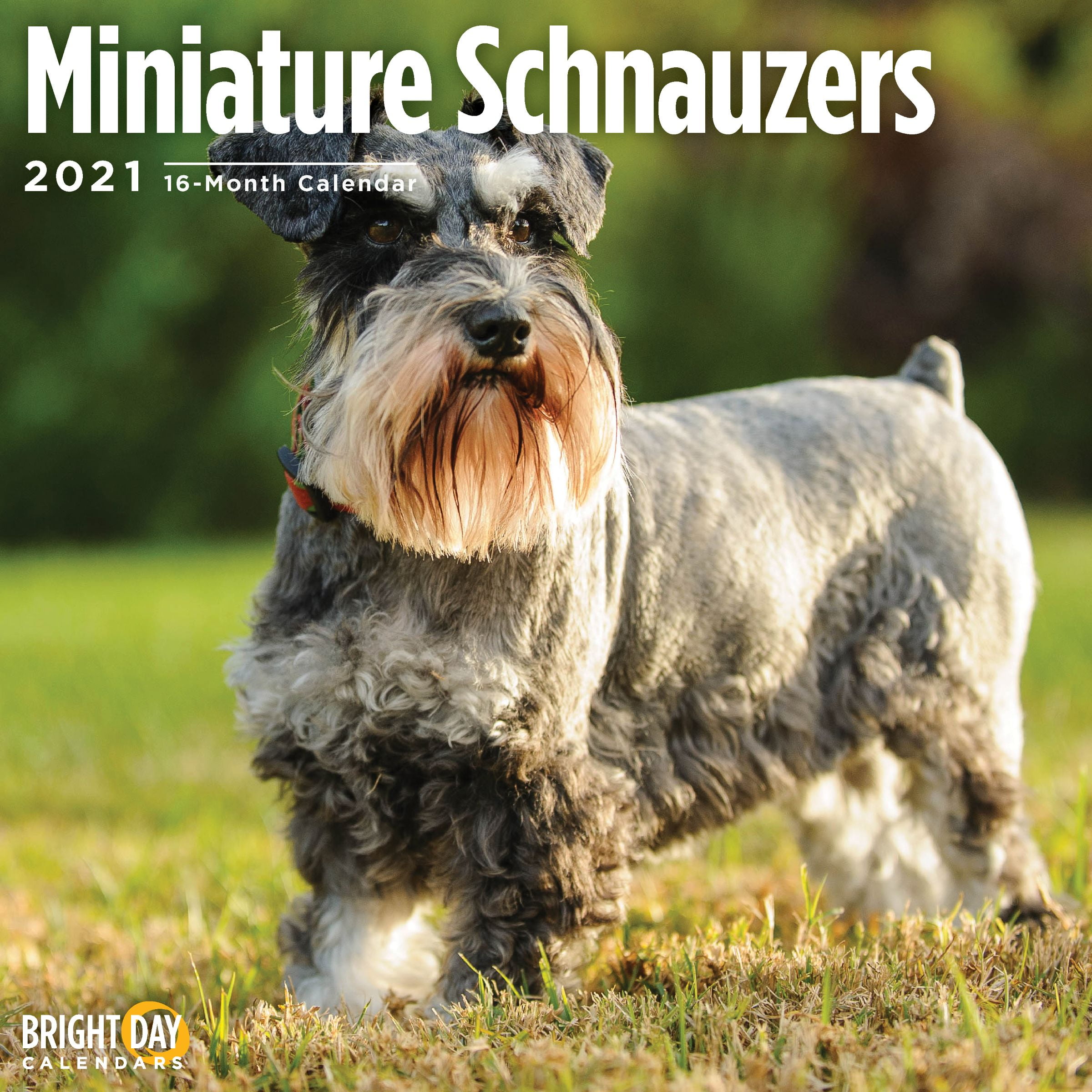 2021 Miniature Schnauzers Wall Calendar