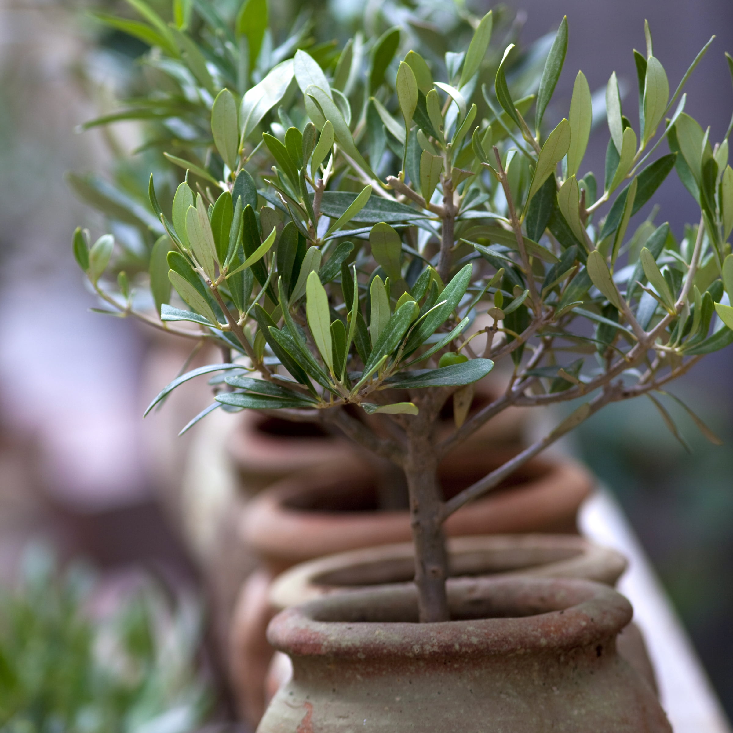 National Plant Network 3 gal. Olive Live Tree with Full Sun