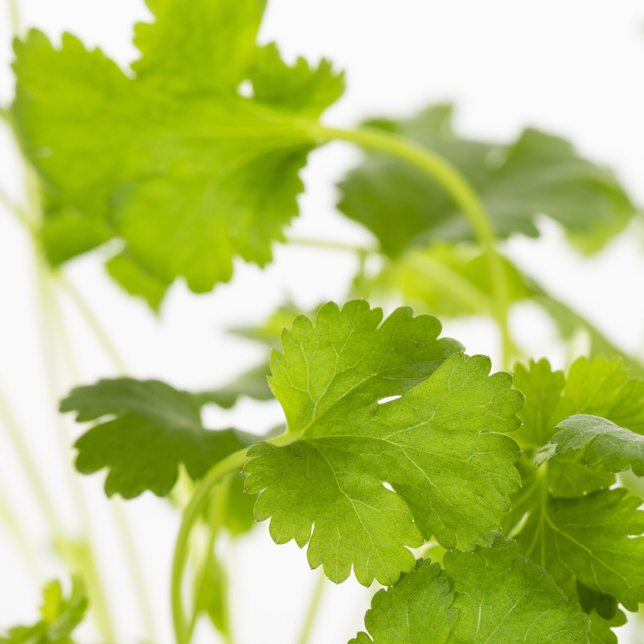 Expert Gardener 1PT Cilantro Live Edible Plant Sun 6-Pack