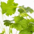 thumbnail image 4 of Expert Gardener 1PT Cilantro Live Edible Plant Sun 6-Pack, 4 of 7