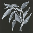 thumbnail image 2 of Paschke, Chris 15x15 White Modern Wood Framed Museum Art Print Titled - Branch II, 2 of 4