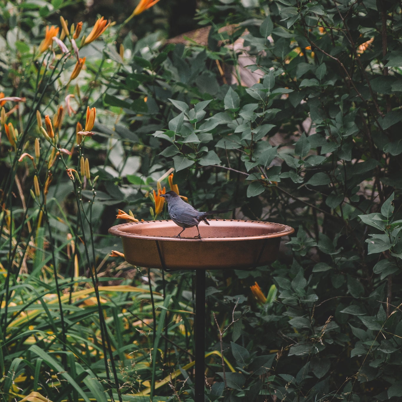 Backyard Expressions Oval Copper Finish Resin Garden Bird Bath with Ground Stake