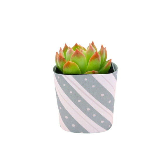 Plants Of Joy Pink Chevron Dotted Print Succulent Wraps for Weddings, Baby Shower, and Party Favors. 25 Count Pack.