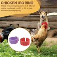 thumbnail image 4 of 80 Bandas para Patas de Pollo 16 mm con 8 Colores, Coloridas Identificación Numeradas 01-80, Etiqueta Corral y Pato, 4 of 5