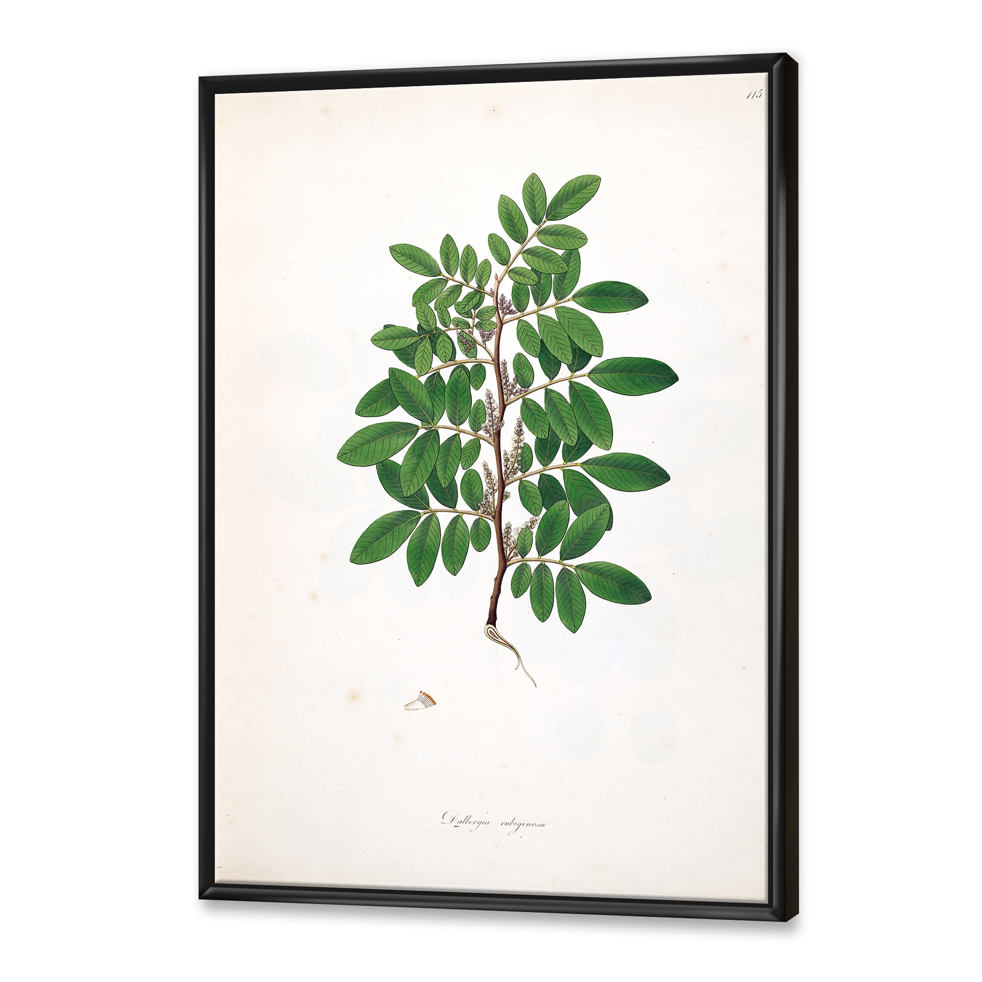 Designart 'Ancient Plant Life XX' Farmhouse Framed Canvas Wall Art Print