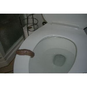Fake Gag - Toy / Game Extremely Realistic Fake Turd Gag Gift - Just Set It On Someones Toilet Seat And Watch Them Scream!