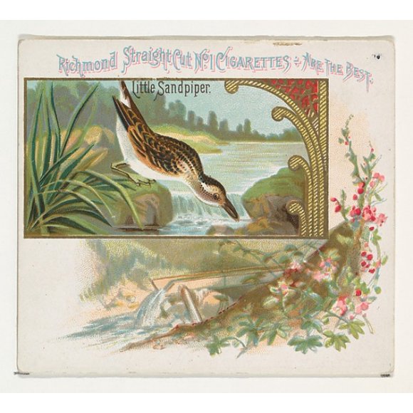 Little Sandpiper, from the Game Birds series (N40) for Allen & Ginter Cigarettes Poster Print (18 x 24)