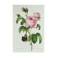 thumbnail image 1 of Trademark Fine Art 'Rosa Centifolia' Canvas Art by Pierre-Joseph Redoute, 1 of 3