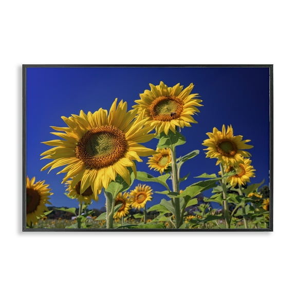 Stupell Industries Bright Sunflowers with Blue Sky Plants & Flowers Photography Black Framed Art Print Wall Art, 18 x 12