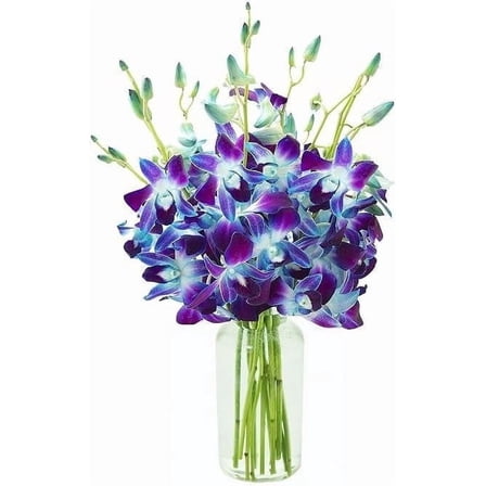 Kabloom Flowers - Handpicked Fresh Blue Orchids Cut Flowers with Vase