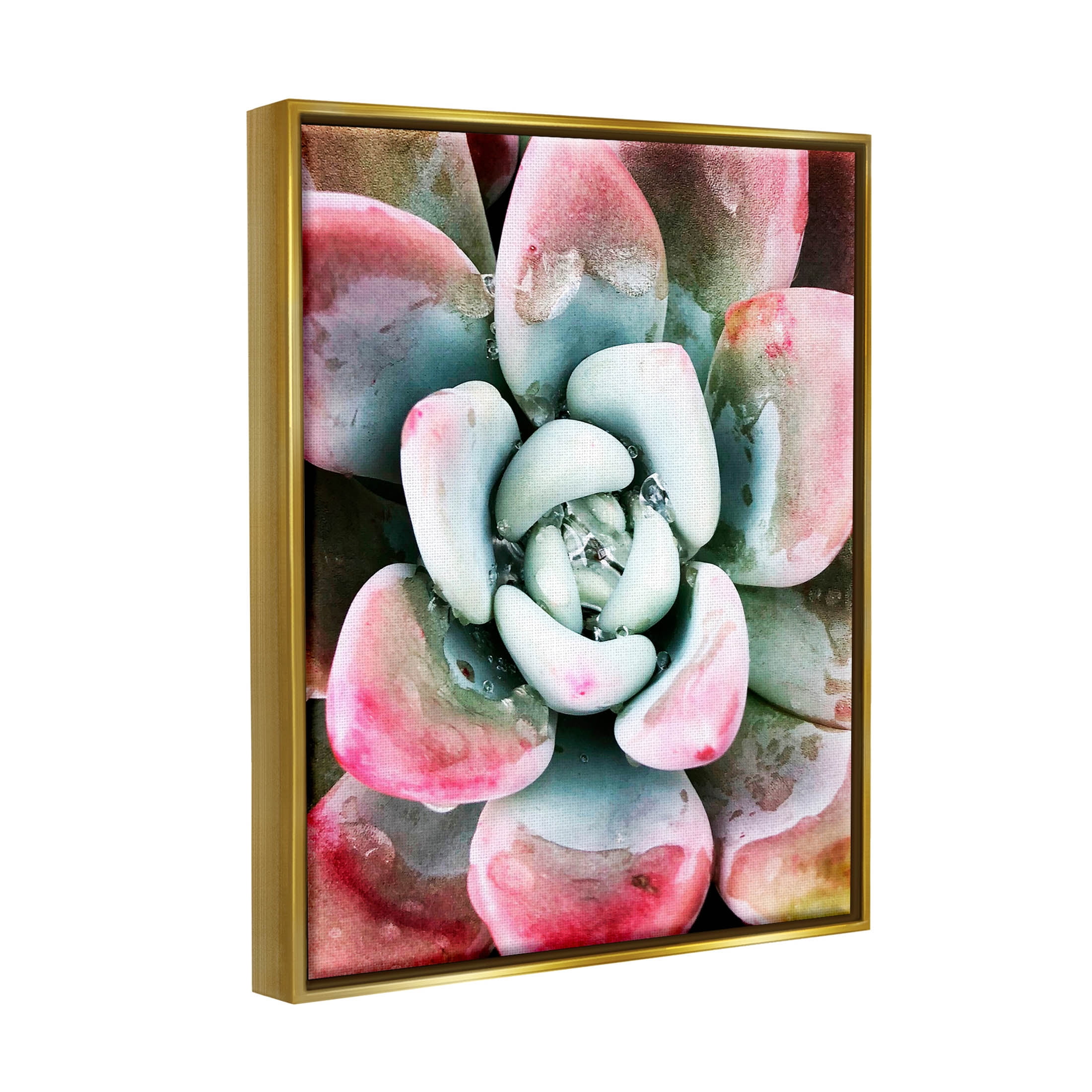 Succulent Plant Rain Droplet Botanical & Floral Photograph Metallic Gold Framed Art Print Wall Art