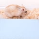 thumbnail image 3 of Manta suave para conejillos de indias, manta para hámster, Animal PEQUEÑO, manta para mascotas, suministros de cama para dormir, 3 of 6