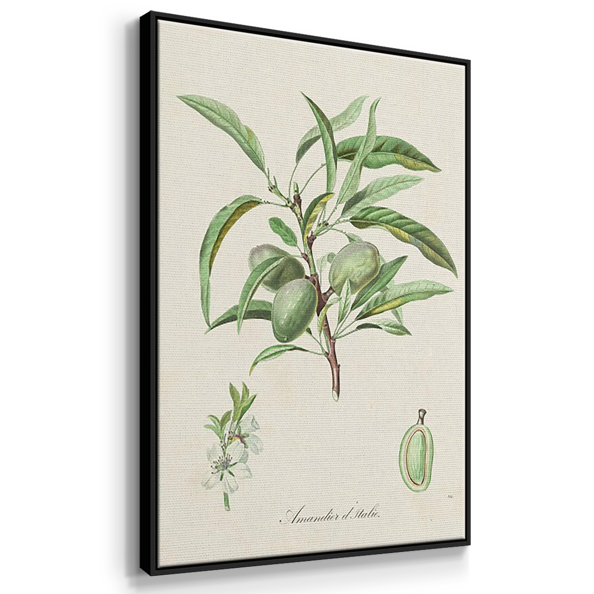Antique Almond Botanical I - Framed Premium Gallery Wrapped Canvas L Frame 3 Piece Set - Ready to Hang