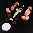 thumbnail image 4 of Flmtop Removable Anatomical Human Internal Brain Model Medical Sculptures Teaching Tool, 4 of 5