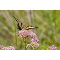 thumbnail image 2 of Day, Richard and Susan 18x13 Black Ornate Wood Framed with Double Matting Museum Art Print Titled - Eastern Tiger swallowtail on swamp milkweed, 2 of 4