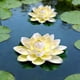 thumbnail image 1 of Floating Foam Lotus Flowers with Leaves, Artificial Water Lilies for Pond Pool Decor, Realistic Fake Lotus Flowers for Garden Water Feature, Outdoor Pond Decorations, Water Garden Accents, 1 of 6
