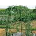 thumbnail image 3 of 2pcs 1.8x1.8m Red de vides de jardinería Fruta Flor Petunia Red de escalada Pepino Bush Calabaza Vines Net, 3 of 6