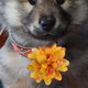 thumbnail image 1 of unbranded 20Ud Collar Floral Para Mascotas Pequeñas Ideal Para Fiestas Y, 1 of 6