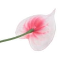 thumbnail image 4 of Uxcell 13" Artificial Anthurium Lily Flowers Floral Arrangements Bouquet Decor, Orange White 10 Pack, 4 of 5