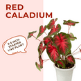 thumbnail image 6 of Live Caladium Red Plant 3-5 Inch, Red Caladium Plants for Indoor or Outdoor Planting, 6 of 6