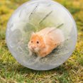 thumbnail image 3 of Manlo 12cm Pet Rodent Mini Jogging Ball Hamster Exercise Plastic Clear Trot Ball, 3 of 9