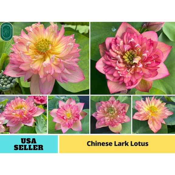 5 Rare Seeds| Chinese Lark Lotus Seeds - Indian Lotus (Nelumbo nucifera) Seeds - Flower Seeds - B3G1 #Q014