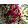 thumbnail image 4 of Seedville 5 Burgundy Climbing Rose Flower Seed, Fragrant, Attracts Bees, 4 of 11
