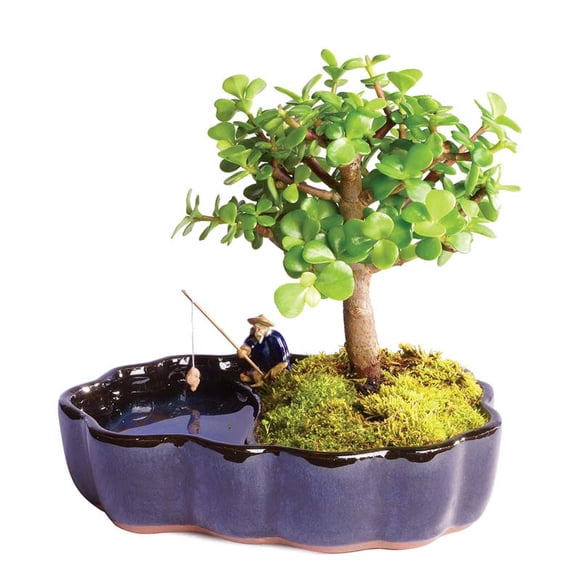From You Flowers - Zen Jade Reflections Bonsai Plant for Birthday, Anniversary, Get Well, Congratulations, Thank You, All Occasions