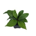 thumbnail image 2 of Green Jade Wax Plant - Hoya - Great House Plant - 3" Pot, 2 of 3