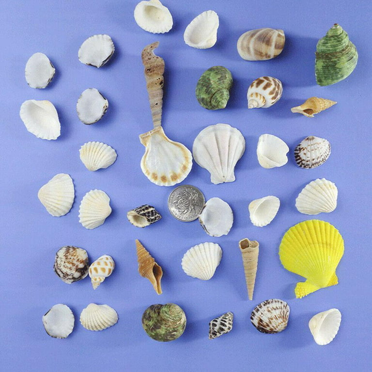 100g/pack Natural Seashell Mix Sea Shells Conch Diy Micro