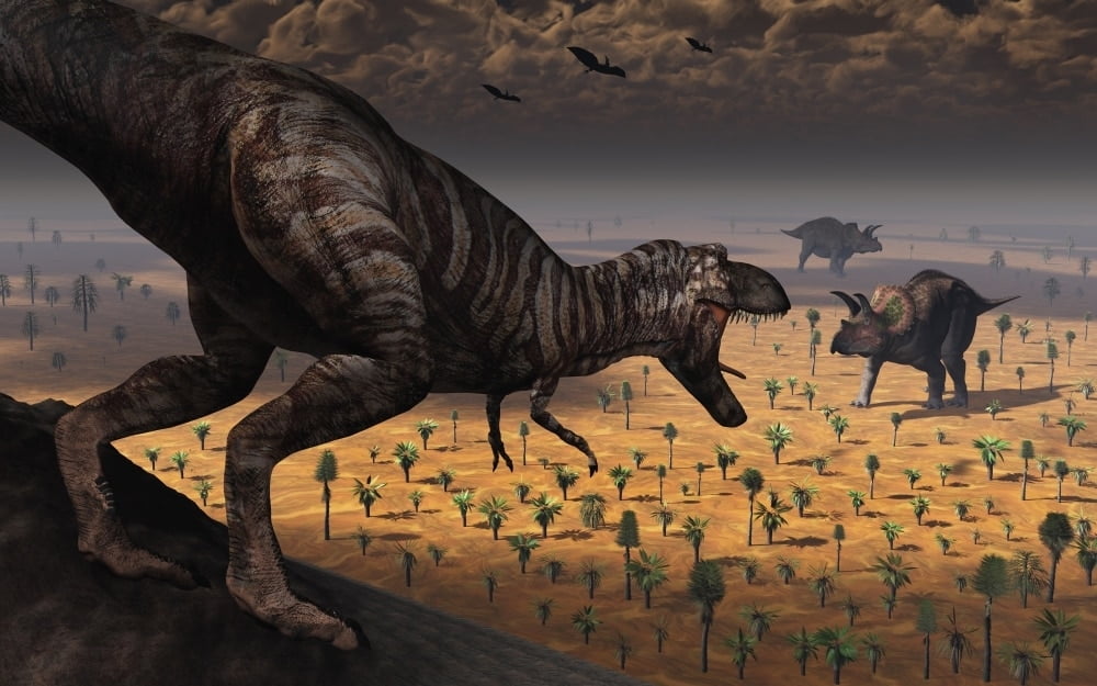 A lone carnivorous Tyrannosaurus Rex dinosaur spots two passing triceratops. The triceratops are